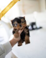 LILY - FEMALE (PURCHASED by ALEJANDRO) - Image 5