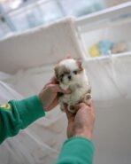 MILLI & MINA - FEMALE - Image 5