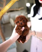 MITCH - MALE (PURCHASED by NOA)