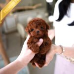 MITCH - MALE (PURCHASED by NOA)