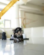 CELINE - FEMALE (PURCHASED by JESSICA) - Image 4