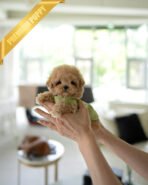 MONTY - MALE (PURCHASED by RT) - Image 2