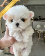 GELTA - FEMALE (PURCHASED by JANG) - Image 6