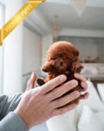 CINNAMON - FEMALE (PURCHASED by KENRIC) - Image 3