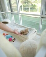 TOBY - MALE (PURCHASED by SHALLON) - Image 6