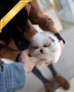 THEO - MALE - Image 3