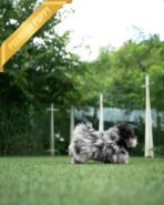 SULTAN - MALE (PURCHASED by CYNTHIA) - Image 6