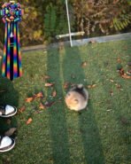 POMY - FEMALE (PURCHASED by ROSEN) - Image 7