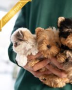 NEW BABIES - FEMALE (PURCHASED by ELISE & CYNTHIA) - Image 2