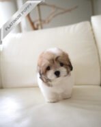 TAFFY - FEMALE (PURCHASED by DEDDY) - Image 2