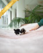 BRUNO - MALE (PURCHASED by NATASHA) - Image 5