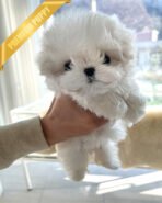 HANA - FEMALE (PURCHASED by TINA) - Image 2