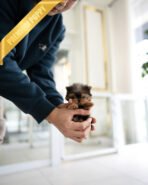 ANNIE - FEMALE (PURCHASED by VIOLETTA)