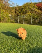 Mr. PICKLES - MALE (PURCHASED by CARY) - Image 3