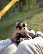 CALLI - FEMALE (PURCHASED by MARY) - Image 3