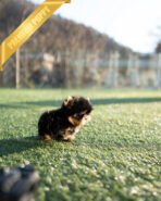 KOFI - MALE (PURCHASED by ASPEN) - Image 4