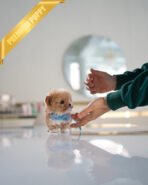 THEO - MALE (PURCHASED by TESSA) - Image 5