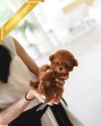 MILO - MALE (PURCHASED by LILIANA) - Image 5