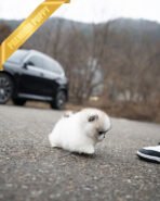 MARLENE - FEMALE (PURCHASED by ALEXANDRE) - Image 6