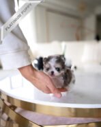 MARCO - MALE (PURCHASED by MICHAEL) - Image 5