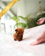 FELIX - MALE (PURCHASED by AHMAD) - Image 5