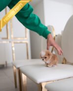 FIDO - MALE (PURCHASED by DUYGU) - Image 3