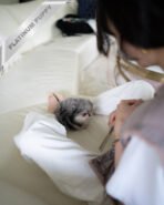 DIANA - FEMALE  (PURCHASED by TH) - Image 8