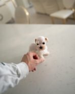 BIANCA - FEMALE (PURCHASED by ANA) - Image 5