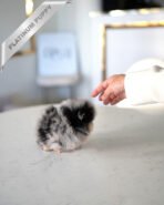 SASHA - FEMALE (PURCHASED by PAUL) - Image 7