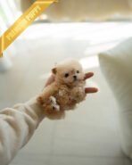 HENRI - MALE (PURCHASED by SARA) - Image 3