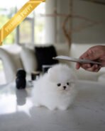 SNOWY - MALE (PURCHASED by ISAAC) - Image 2