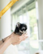 ROCKO - MALE (PURCHASED by VICKIE) - Image 4