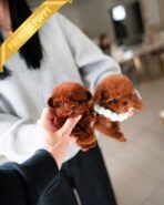 ONYX & MURPHY - MALE