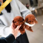 ONYX & MURPHY - MALE