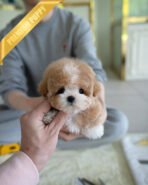 MARCO - MALE (PURCHASED by NAPAVILAI) - Image 2