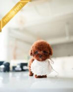 DAPHNE  - FEMALE (PURCHASED by KARLA)