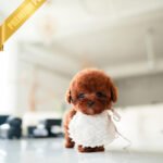 DAPHNE  - FEMALE (PURCHASED by KARLA)