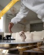 ANGUS - MALE (PURCHASED by JACQUELINE) - Image 6