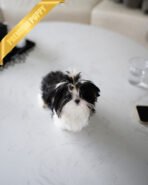 PANDA - MALE - Image 3