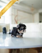 ROVER - MALE (PURCHASED by ITZIA) - Image 2