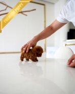 VELVET - FEMALE (PURCHASED by GUILHERME) - Image 6