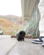 BAILEY - MALE (PURCHASED by TALEB) - Image 8