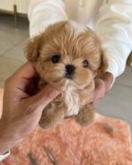 MUFFIN  - MALE (PURCHASE by LEE)