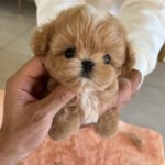 MUFFIN  - MALE (PURCHASE by LEE)