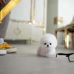 CHIP - MALE (PURCHASED by CATHERINE)