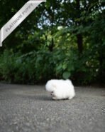 KYLE - MALE (PURCHASED by LEIRE) - Image 7