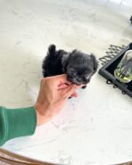 ELISE - FEMALE (PURCHASED by JANG) - Image 4