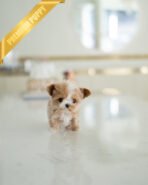 DOLORES - FEMALE (PURCHASED by MELBOURNE) - Image 5