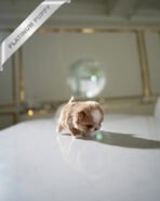 BREANA - FEMALE (PURCHASED by ROKHSAREH) - Image 7