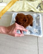 TORY - MALE (PURCHASED by ALICE) - Image 7